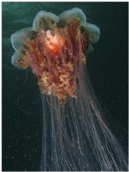 Lions Mane Jelly. Taken at Hood Canal in Washington State... by Daniel Hershman 